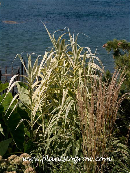 The first time I saw this plant I thought it was a Dracaena. Growing with Calmagrostis Karl Foerster to the lower left and Sedum Autumn Joy in the lower right.